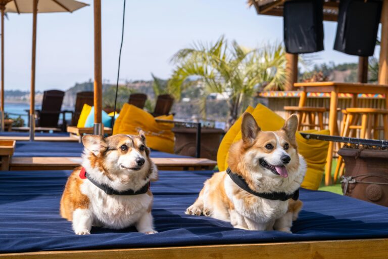 South Korea's pet industry